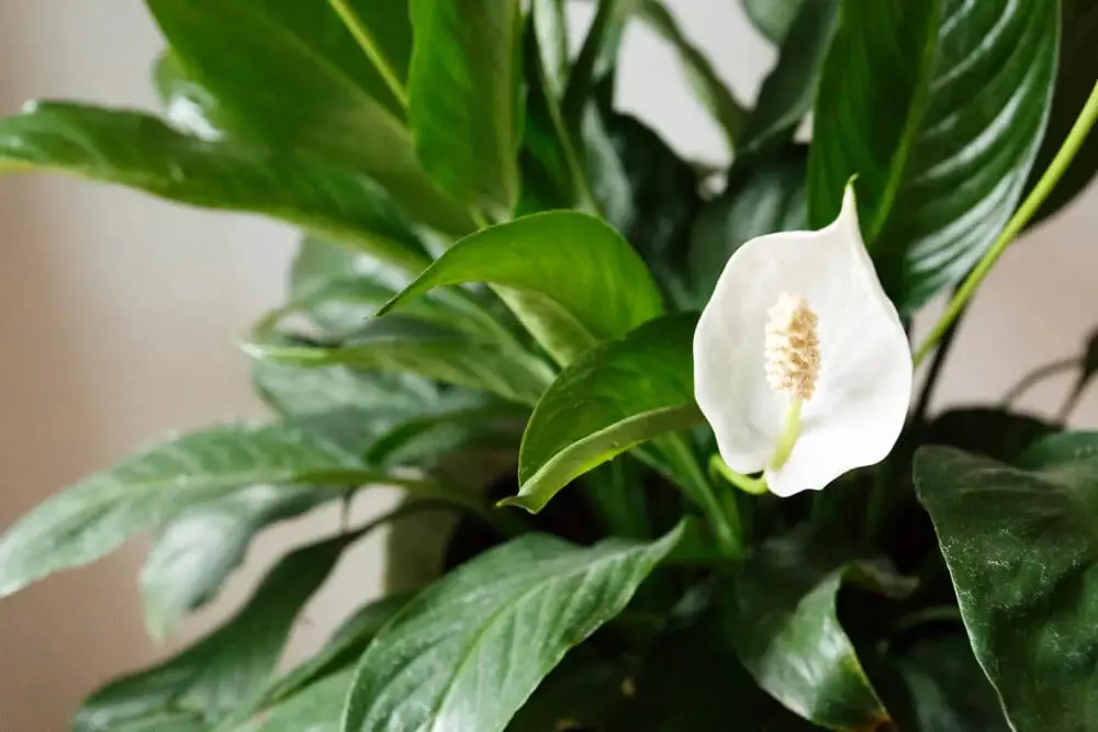 Peace Lily (Spathiphyllum)