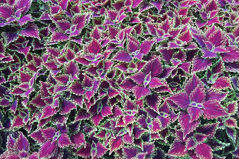 Coleus (Coleus)