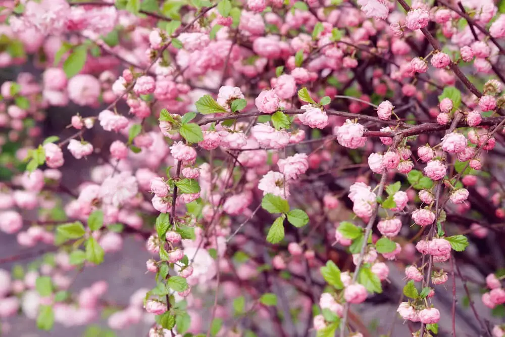 Prunus triloba ‘Multiplex’ (Flowering Almond)