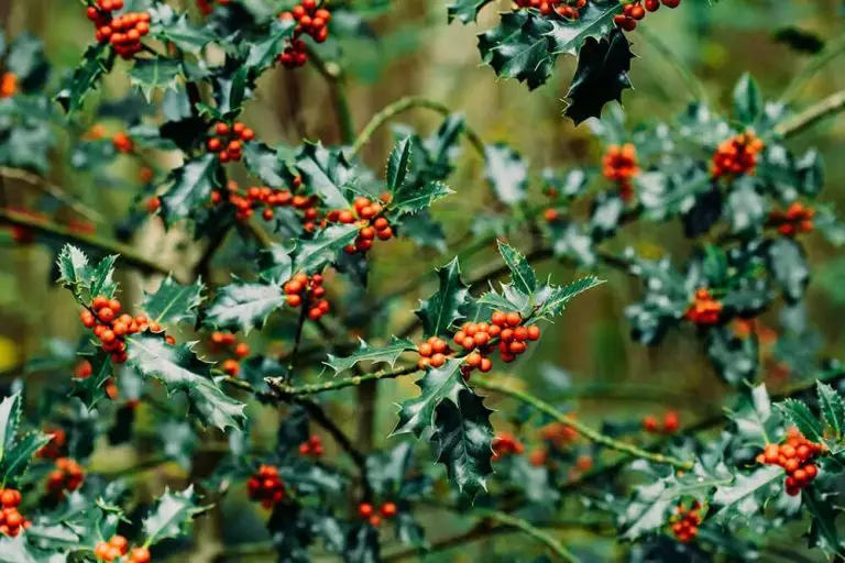 12 Types Of Holly Plants That Look Great Year Round