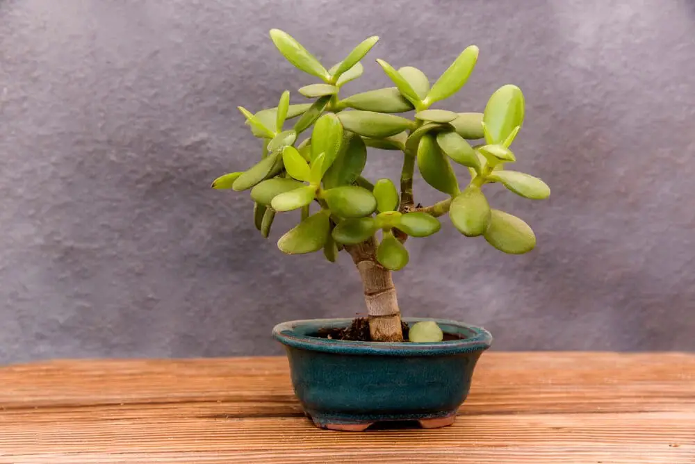 Jade Bonsai (Crassula ovata)