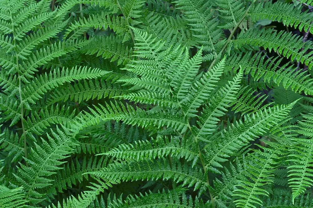 Lady Fern (Athyrium filix-femina)