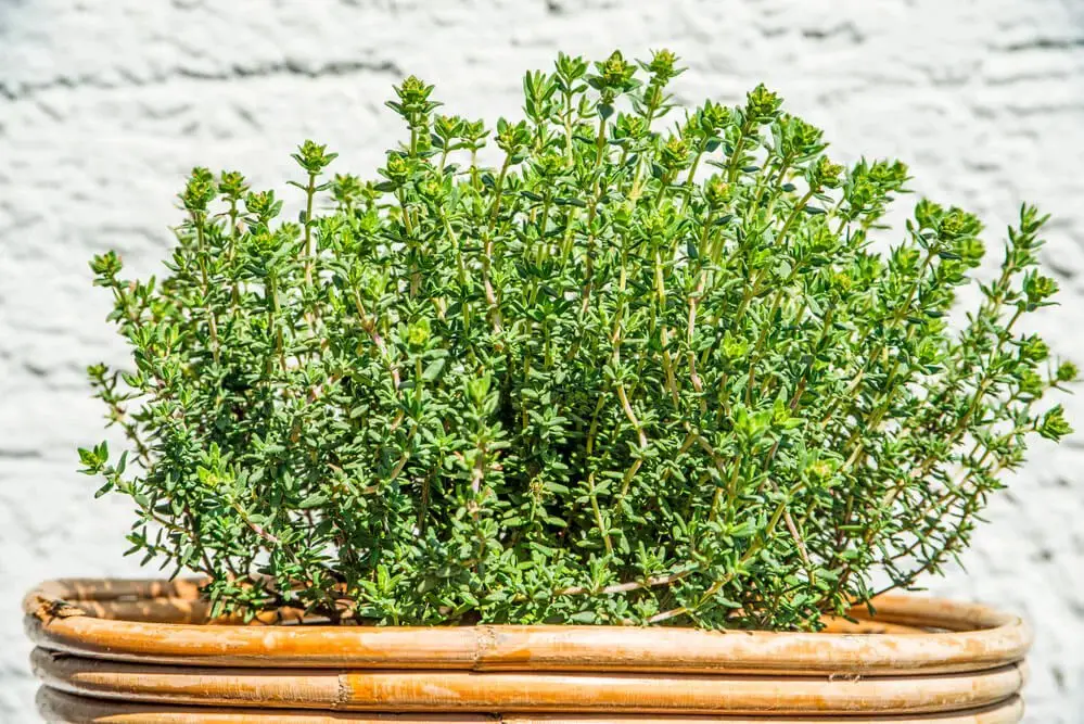 Thyme (Thymus vulgaris)