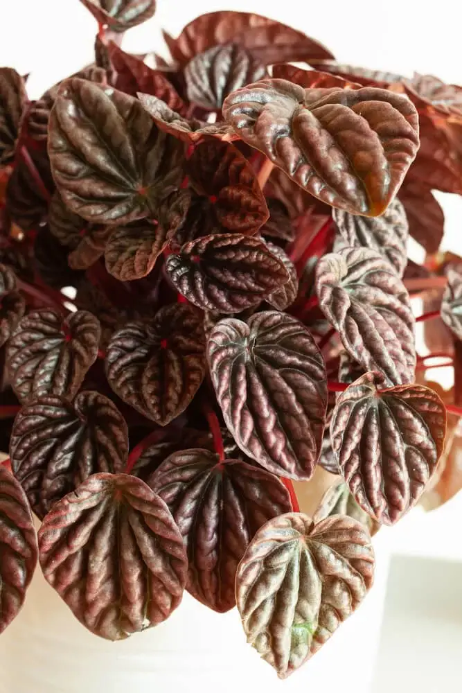 Red Peperomia (Peperomia caperata)