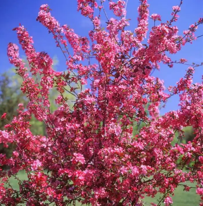 Crabapple (Malus)