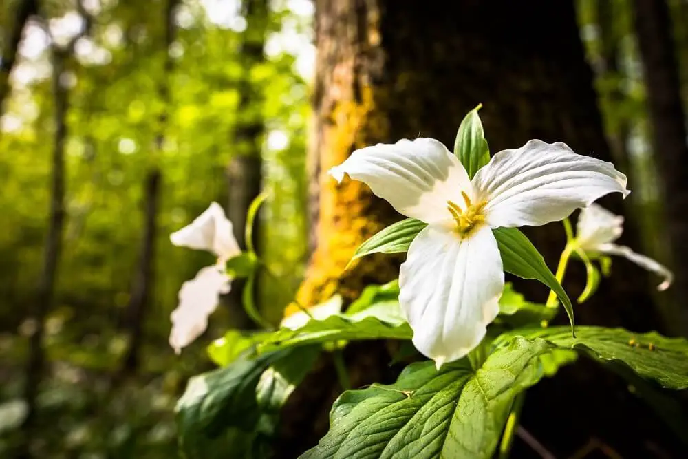 Trillium (Trillium)