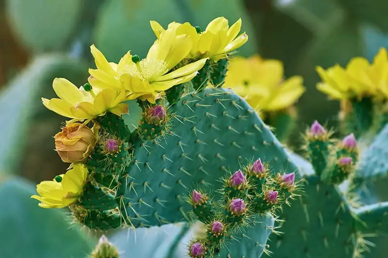 Plains Prickly Pear (Opuntia Macrorhiza)