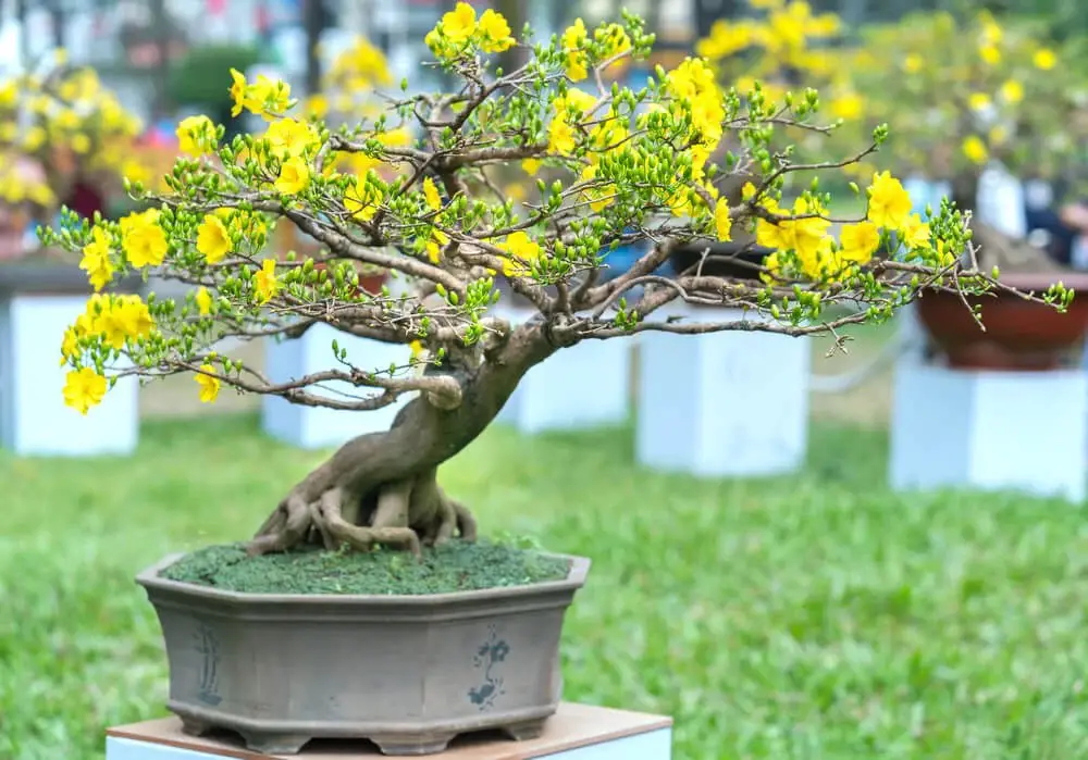 Apricot Bonsai (Prunus mume)