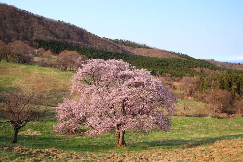 Sargent Cherry (Prunus sargentii)