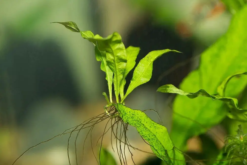 Java Fern (Leptochilus pteropus)