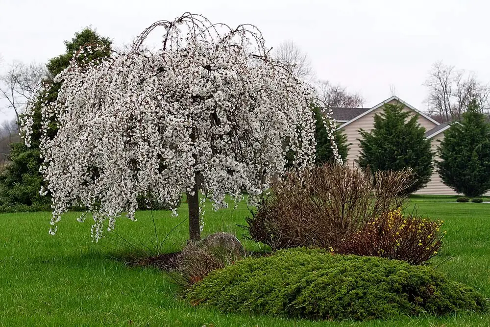 Weeping Higan Cherry Tree (Prunus pendulata ‘Pendula Rosea’)