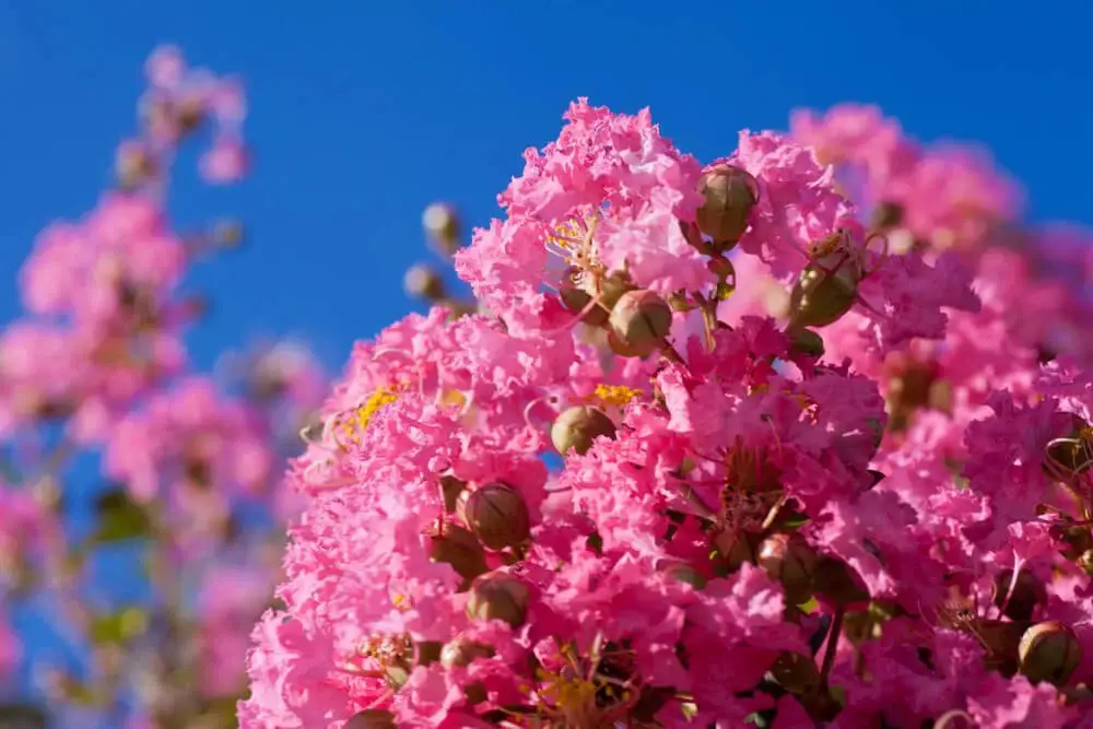 Hopi Crape Myrtle (Lagerstroemia indica ‘Hopi)