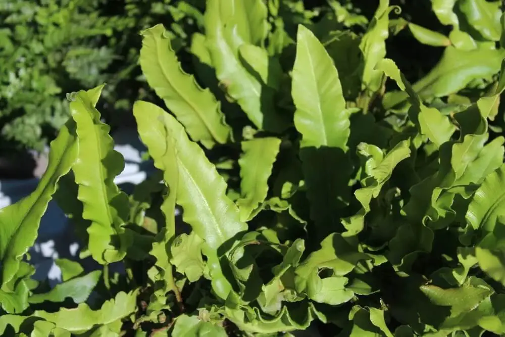 Hart’s Tongue Fern (Asplenium scolopendrium)