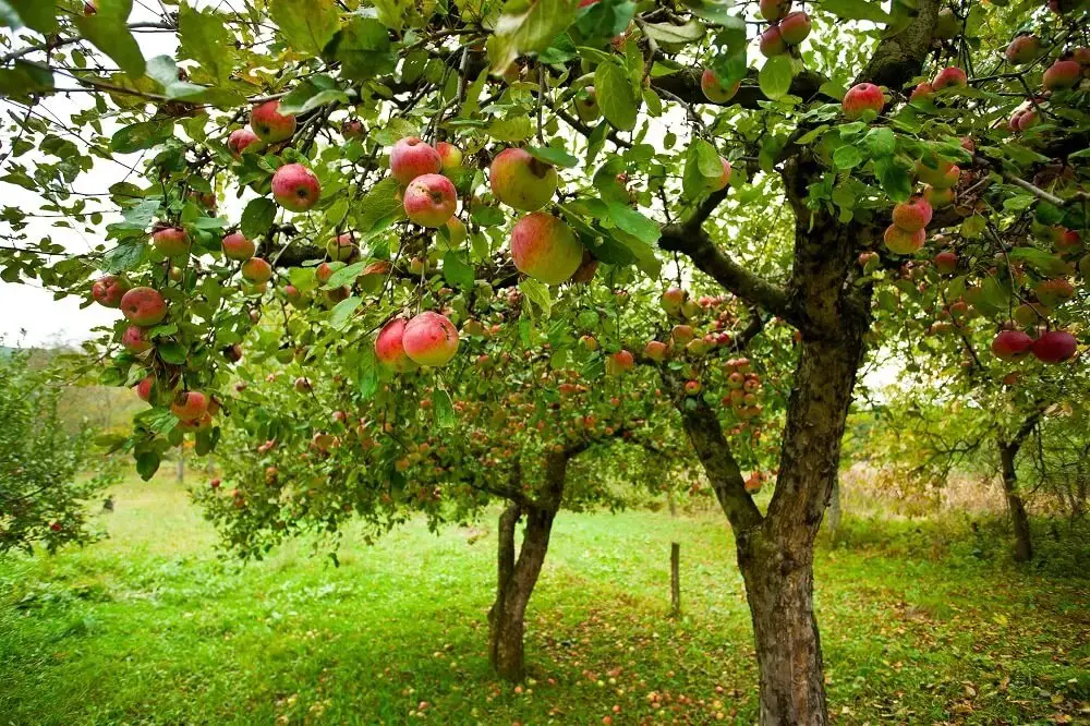 Apple Tree (Malus domestica)