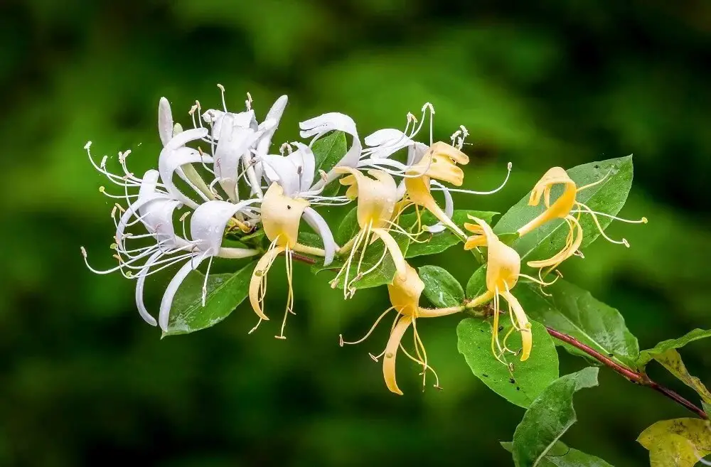 Honeysuckle (Lonicera japonica)