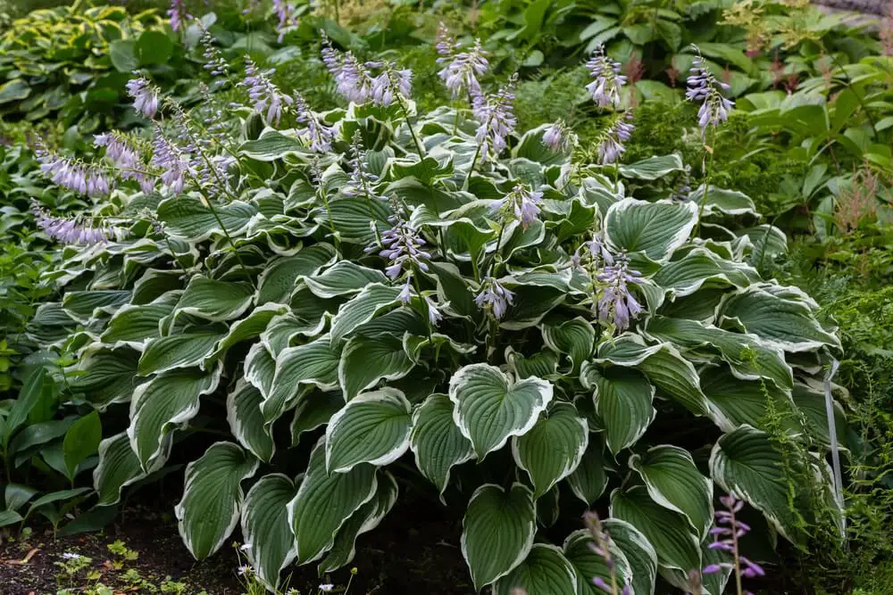 Hosta (Hosta)