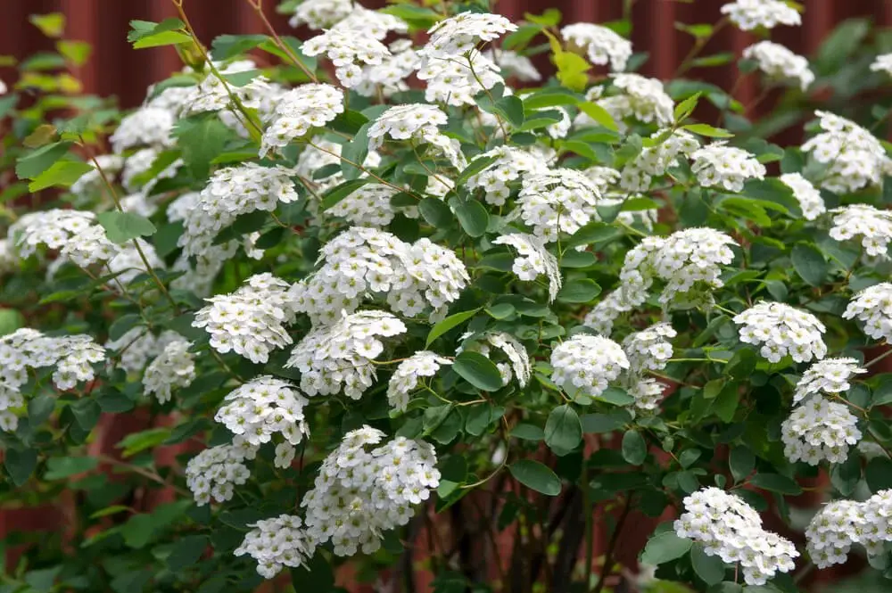 Reeve’s Spiraea (Spiraea cantoniensis)