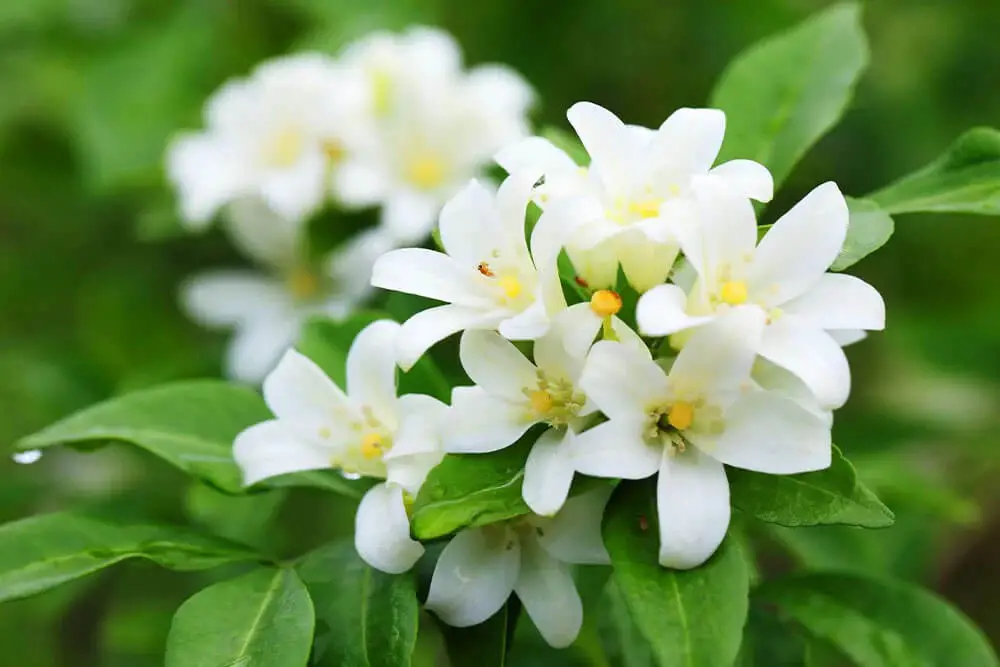 Jasmine (Jasminum officinale)