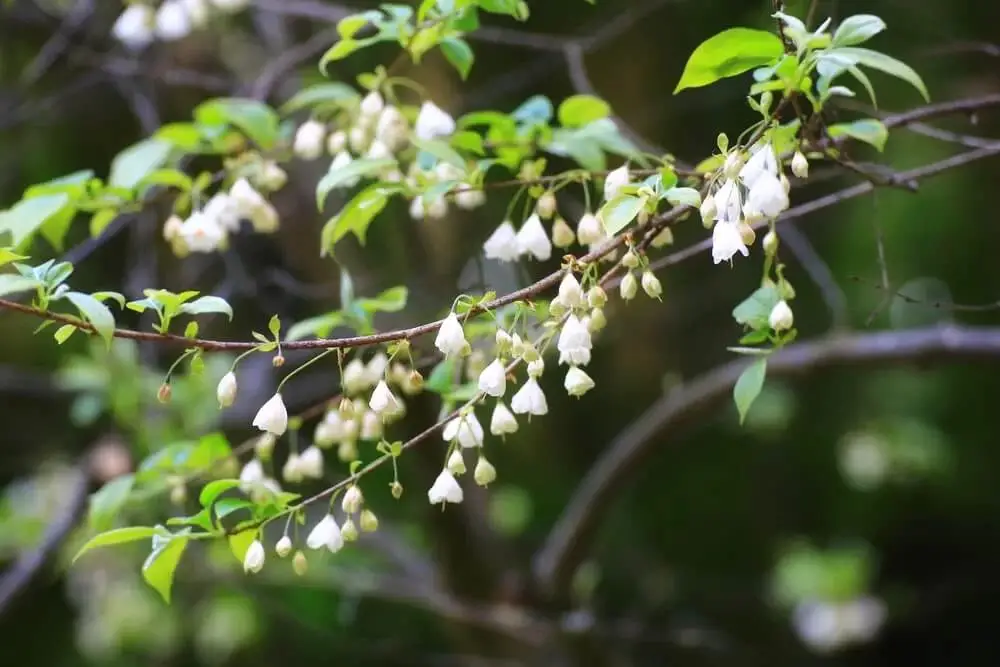 Carolina Silverbell (Halesia carolina)