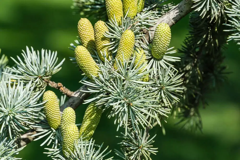 Blue Atlas Cedar (Cedrus atlantica ‘Glauca’)