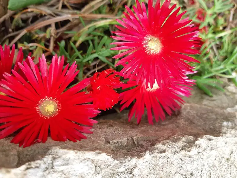 Livingstone Daisy (Dorotheanthus Bellidiformis ‘Mesbicla’ Mezoo Trailing Red)