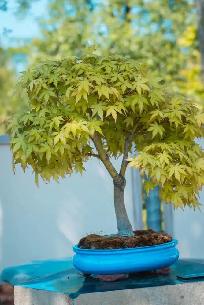 Japanese Maple (Acer palmatum)