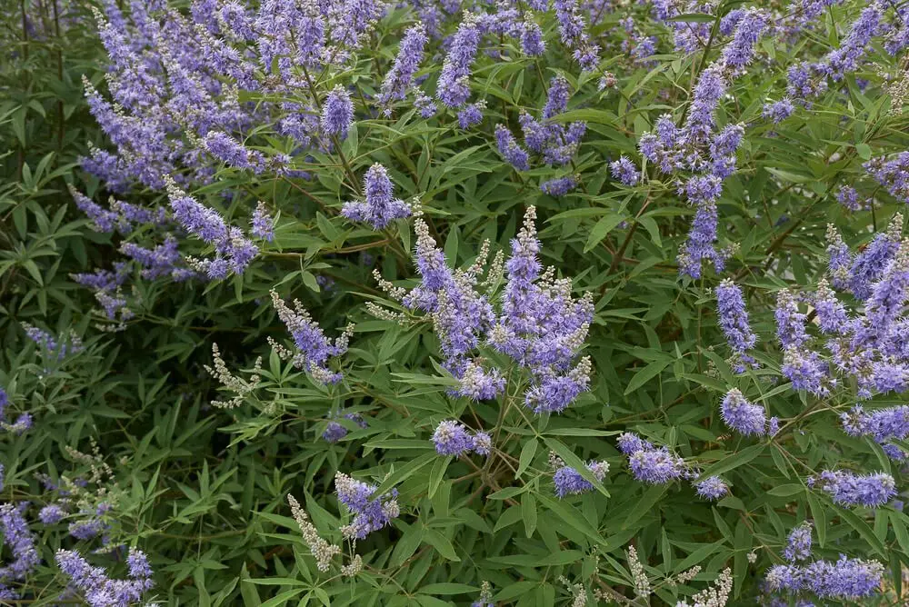 Chaste Tree (Vitex agnus-castus)