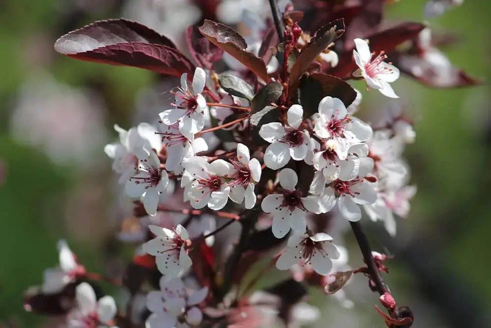 Purple Sand Cherry (Prunus x cistena)