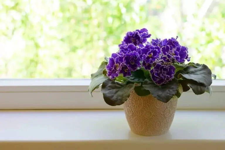 15 Incredible Indoor Plants For Living Room That Are Easy To Care For