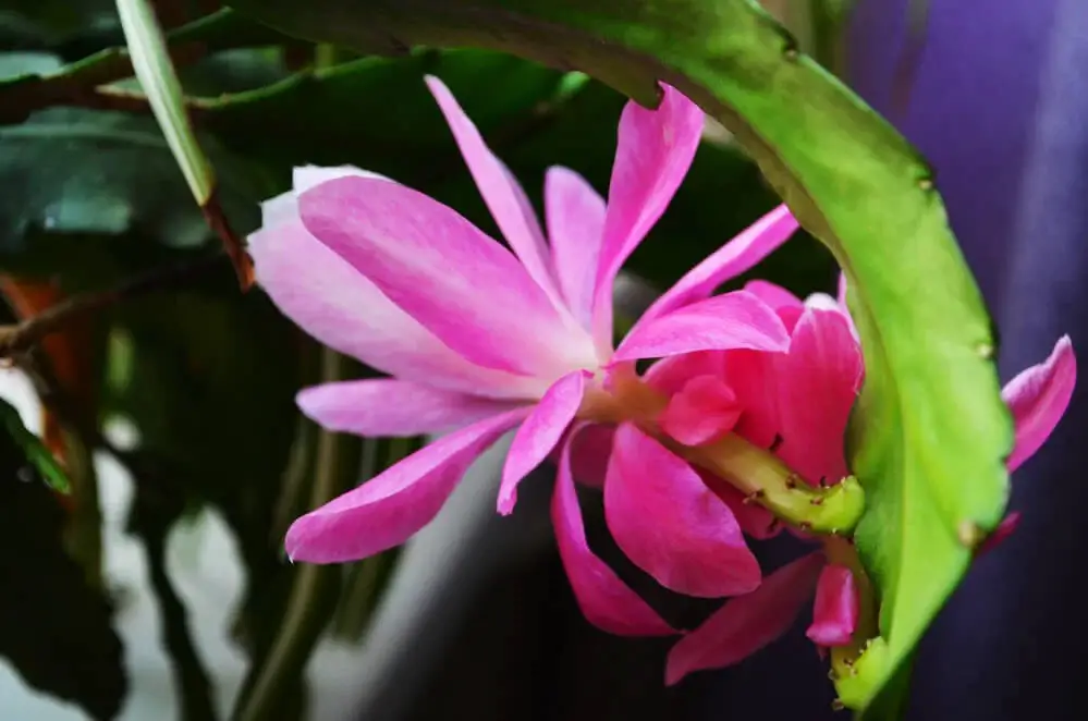 Orchid Cactus (Disocactus ackermannii)