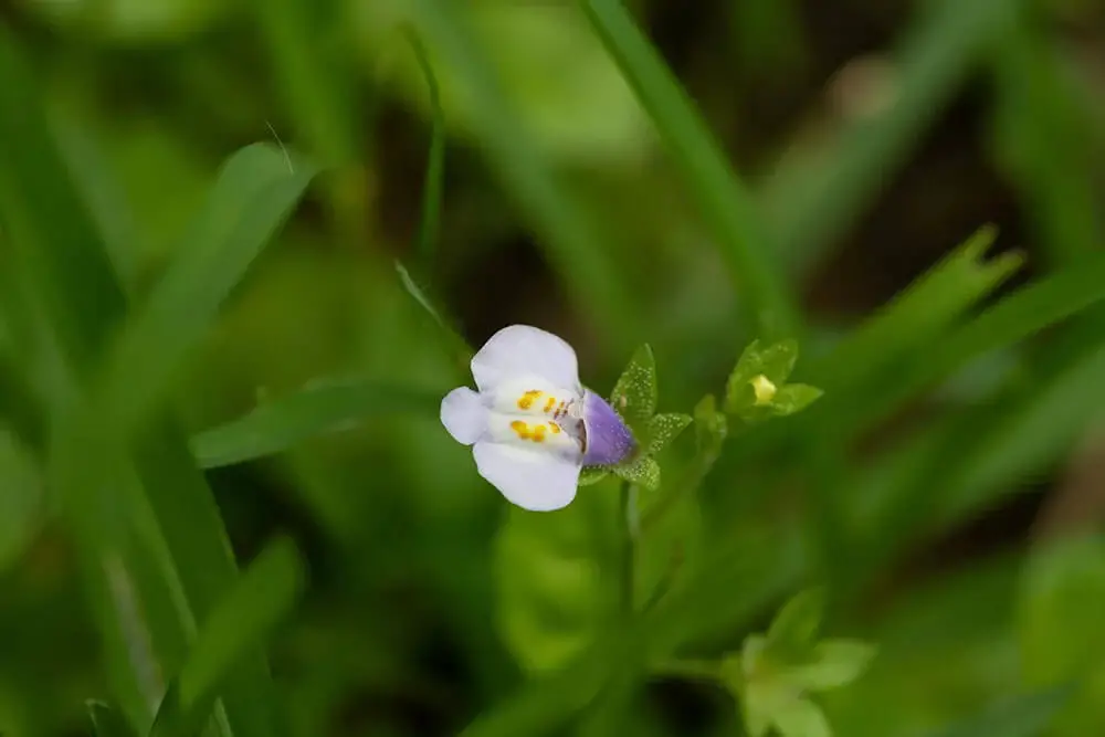 Creeping Mazus (Mazus pumilus)