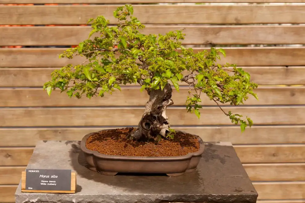 Mulberry Bonsai (Morus alba)