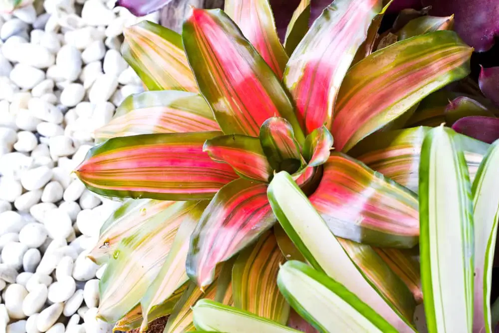 Blushing Bromeliad (Neoregelia carolinae)