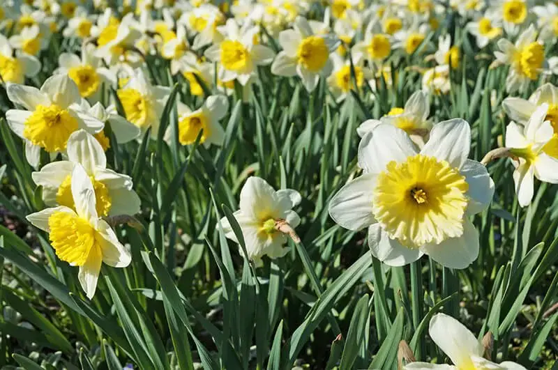 Large-Cupped Daffodils (Narcissus ‘Ice Follies’)