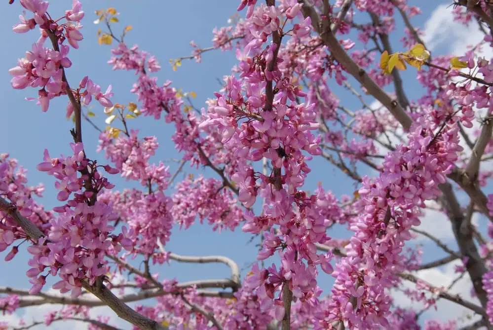 Cercis occidentalis (Western Redbud)