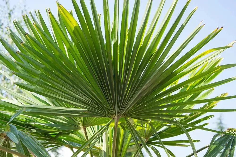 Dwarf Palmetto (Sabal minor)