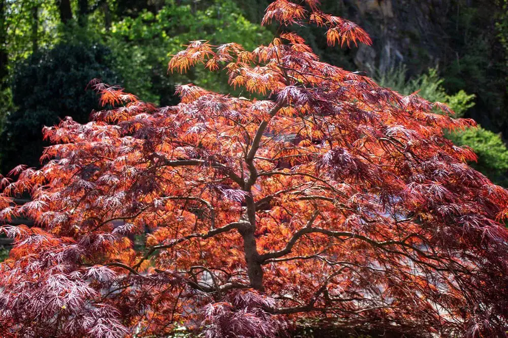 Laceleaf Japanese Maple (Acer palmatum dissectum)