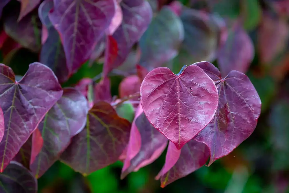 Forest Pansy Eastern Redbud (Cercis Canadensis ‘Forest Pansy’)