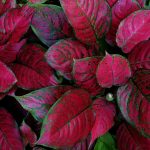 17 Vibrant Houseplants With Red Leaves To Add To Your Indoor Garden