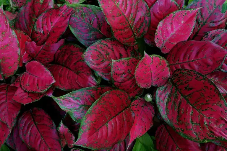 17 Vibrant Houseplants With Red Leaves To Add To Your Indoor Garden