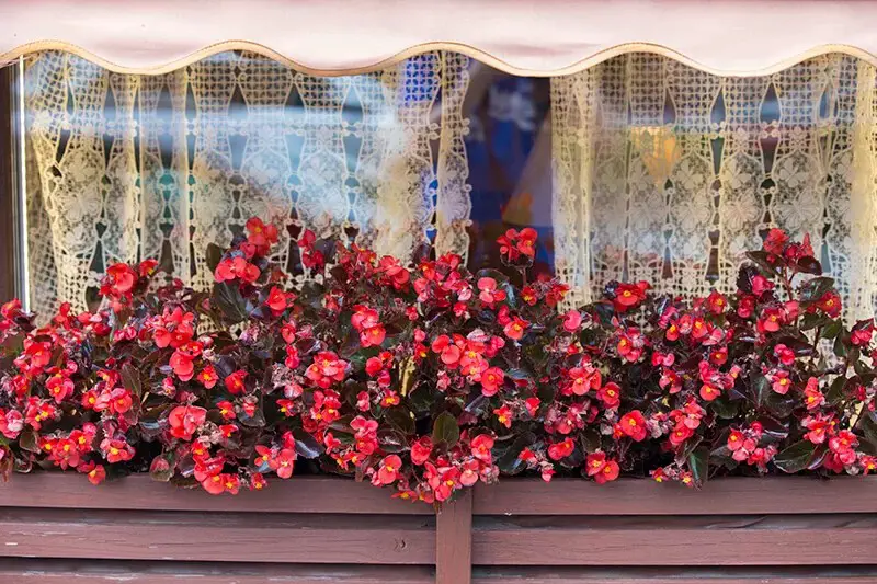 Waxy Begonia (Begonia Semperflorens Cultorum Group)