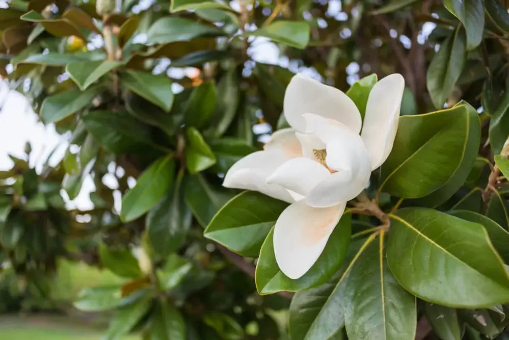 Southern Magnolia (Magnolia grandiflora)