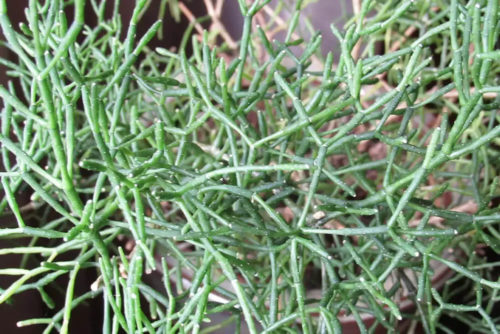 Pencil Cactus (Euphorbia tirucalli)