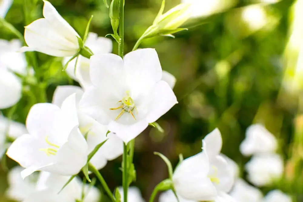 White Campanula (Campanula betulifolia)