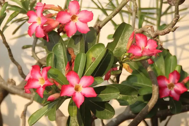 Desert Rose (Adenium Obesum)