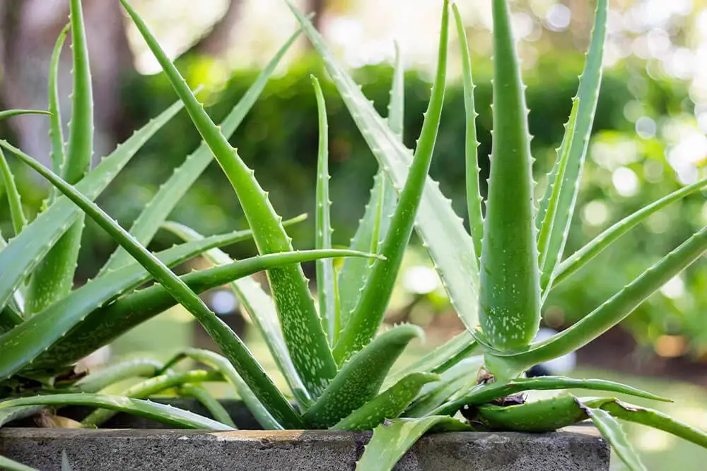 Aloe Vera (Aloe vera)