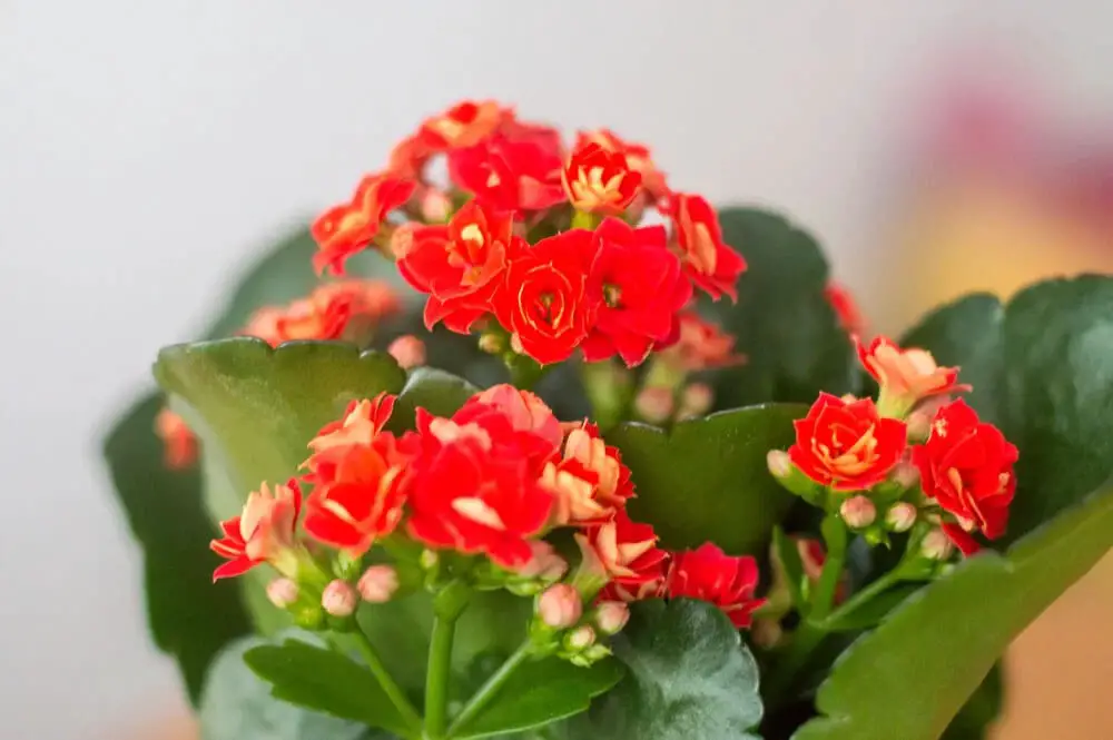 Flaming Katy (Kalanchoe blossfeldiana)