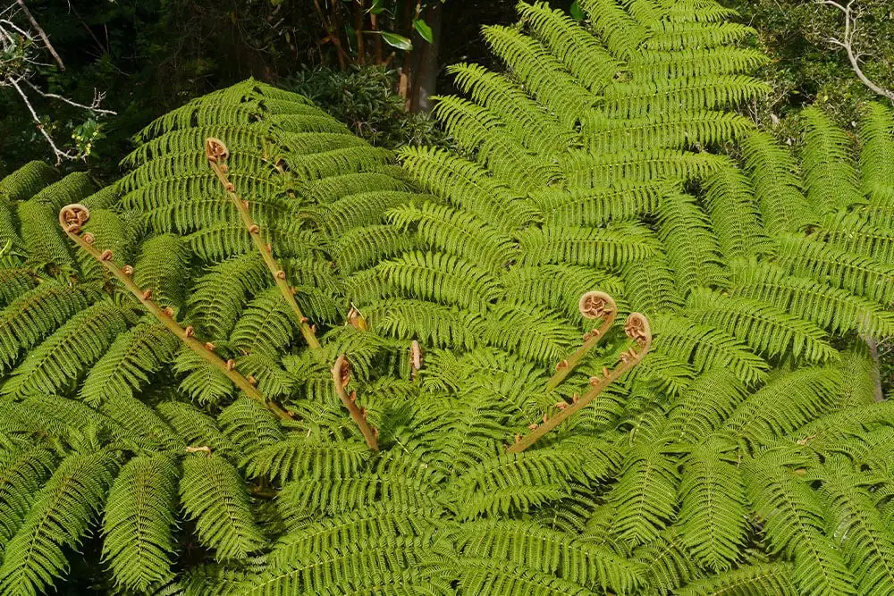 Soft Tree Fern (Dicksonia antarctica)