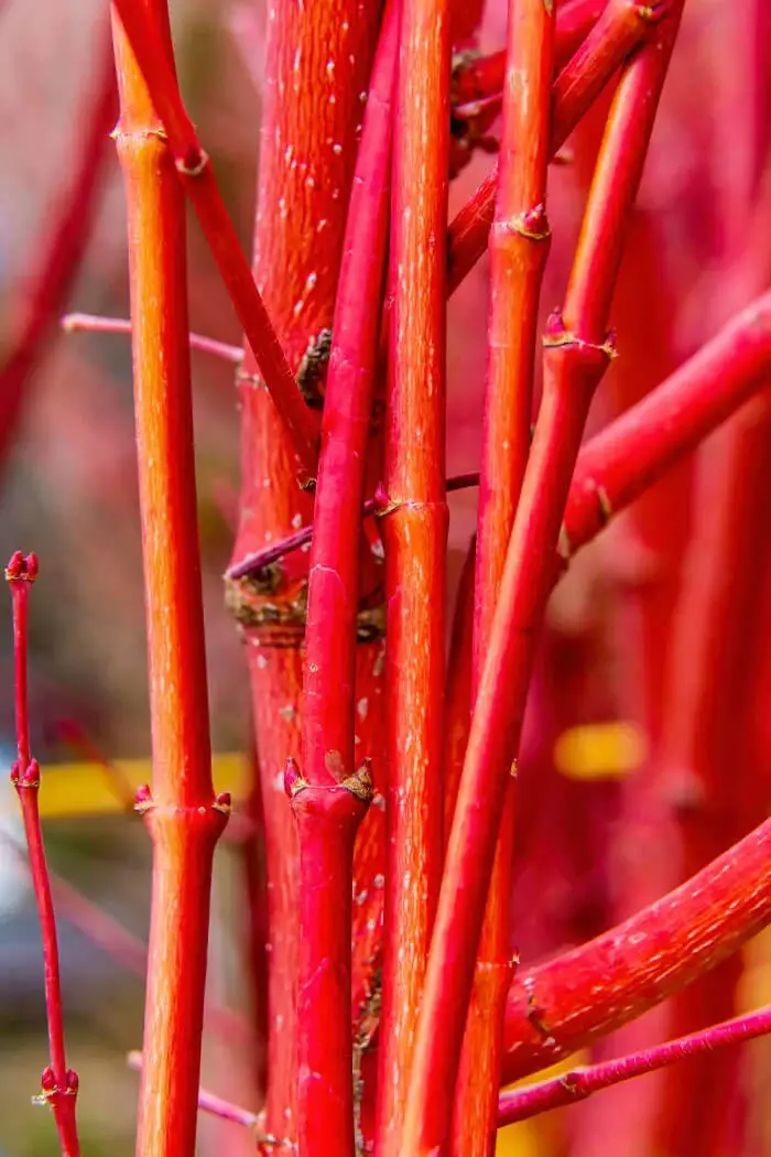 Coral Bark Japanese Maple (Acer palmatum ‘Sango-kaku’)