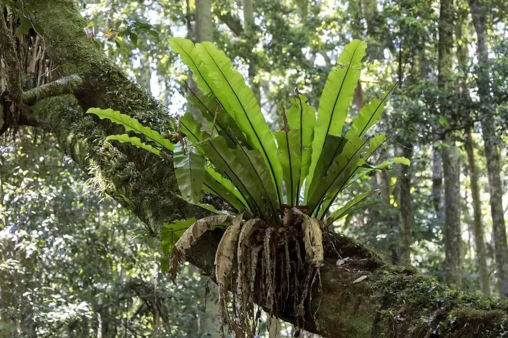 Boston Fern (Nephrolepis exaltata)